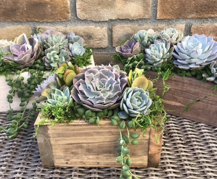 Alorè Event Firm succulent delivery